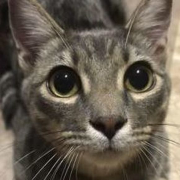 Meet your Posher, Cynthia - Picture 1 of 1